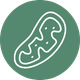 <strong>Powers Mitochondria</strong>