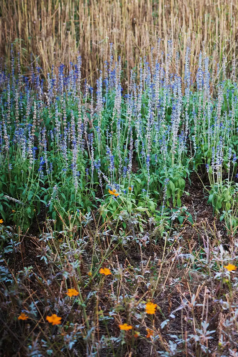 Premium black seed oil for health